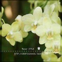 唯美好看白兰花微信头像