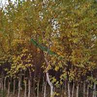 唯美好看白桦树微信头像图片