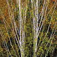 唯美好看白桦树微信头像图片