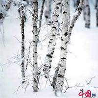 唯美好看白桦树微信头像图片