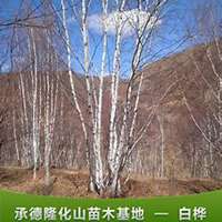 唯美好看白桦树微信头像图片