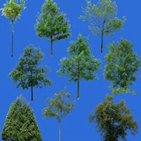 唯美好看白桦树微信头像图片