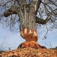 唯美好看白桦树微信头像图片