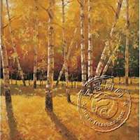 唯美好看白桦树微信头像图片