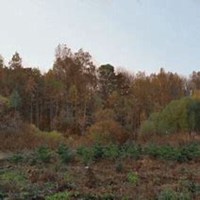 唯美好看白桦树微信头像图片