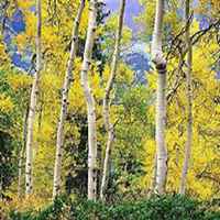 唯美好看白桦树微信头像图片