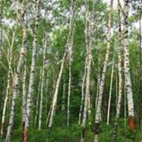 唯美好看白桦树微信头像图片