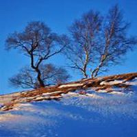 唯美好看白桦树微信头像图片