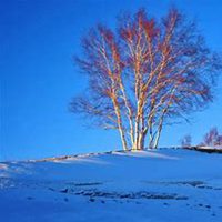 唯美好看白桦树微信头像图片