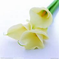 唯美好看百合花微信头像