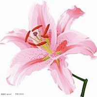 唯美好看百合花微信头像