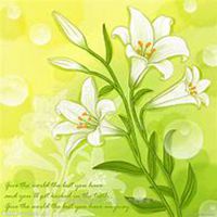 唯美好看百合花微信头像