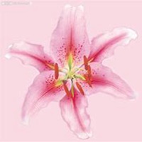 唯美好看百合花微信头像