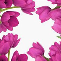 唯美好看百合花微信头像