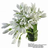 唯美好看百合花微信头像