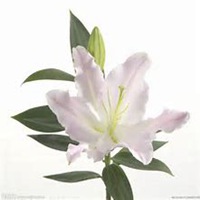 唯美好看百合花微信头像