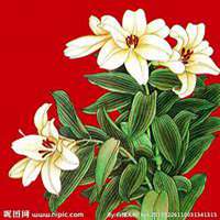 唯美好看百合花微信头像