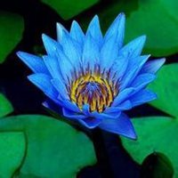 唯美好看睡莲微信头像