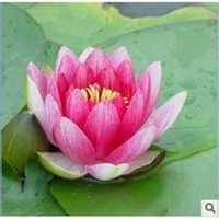 唯美好看睡莲微信头像