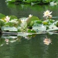 唯美好看睡莲微信头像