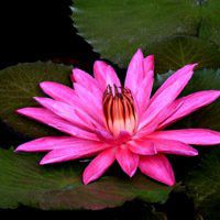 唯美好看睡莲微信头像