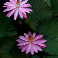 唯美好看睡莲微信头像