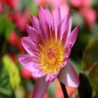 唯美好看睡莲微信头像