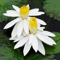 唯美好看睡莲微信头像