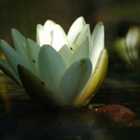 唯美好看睡莲微信头像