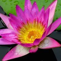 唯美好看睡莲微信头像