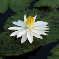 唯美好看睡莲微信头像