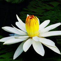 唯美好看睡莲微信头像