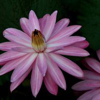 唯美好看睡莲微信头像