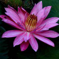 唯美好看睡莲微信头像