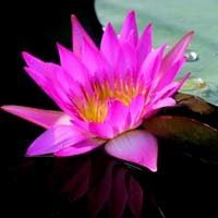 唯美好看睡莲微信头像