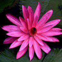 唯美好看睡莲微信头像