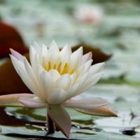 唯美好看睡莲微信头像