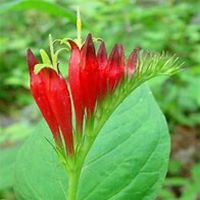 唯美好看石竹微信头像