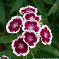 唯美好看石竹微信头像