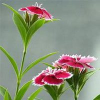 唯美好看石竹微信头像