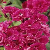 唯美好看石竹微信头像