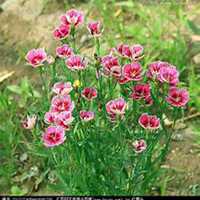 唯美好看石竹微信头像