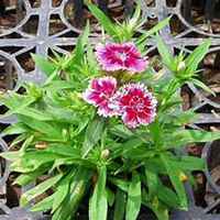 唯美好看石竹微信头像