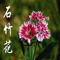 唯美好看石竹微信头像