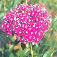 唯美好看石竹微信头像