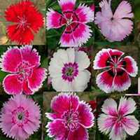 唯美好看石竹微信头像