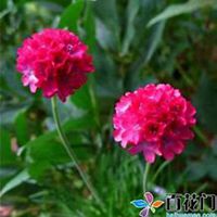 唯美好看石竹微信头像