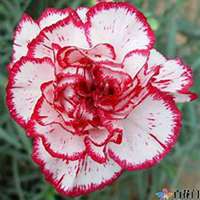 唯美好看石竹微信头像