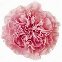 唯美好看石竹微信头像