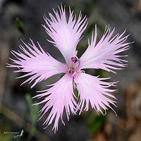 唯美好看石竹微信头像